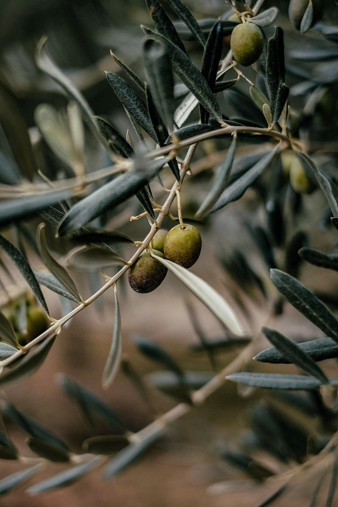 Close-up of olives on a tree branch, representing high phenolic olive oil, ancestral and traditional skincare ingredient from Lebanon, known as liquid gold for nourishing skin