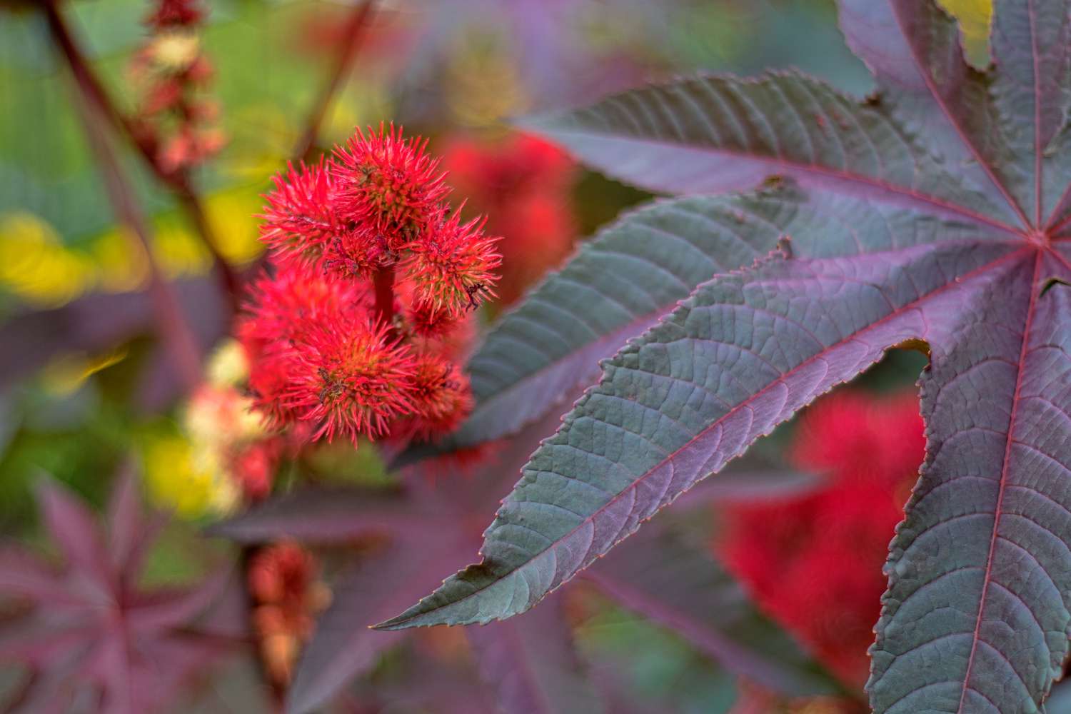 Close-up of organic castor oil tree, a key ingredient in Mirath Beauty’s tallow lip balm, providing shine, softness, and long-lasting moisture for lips in Lebanon and the MENA region
