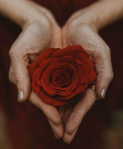 Hands gently holding a red rose over dark background, representing Mirath Beauty’s luxurious Tallow skincare and personalized skin quiz experience for radiant, nourished skin