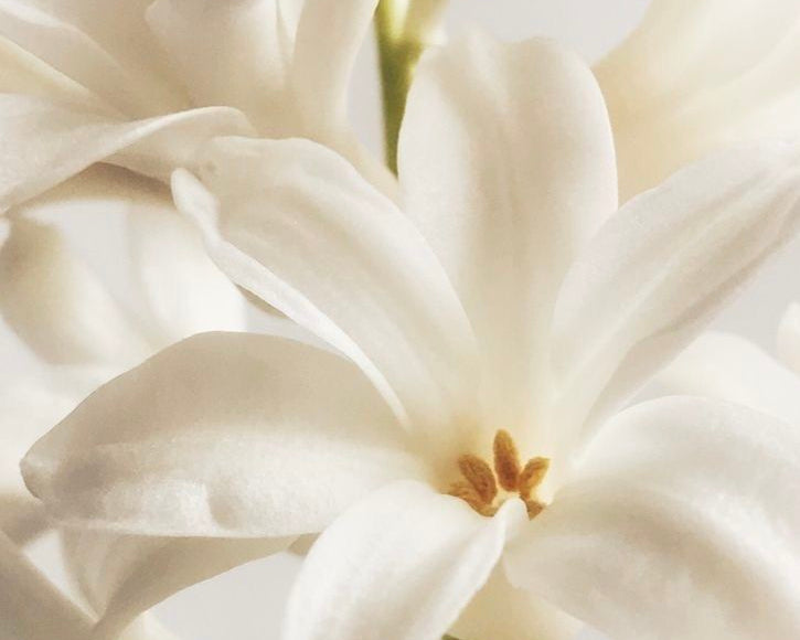 soft white flowers representing natural tallow deodorant by Mirath Beauty in Lebanon, infused with musk al tahara for a clean, powdery feminine scent
